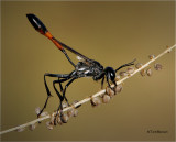  Thread-waisted-Wasp