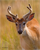 White tailed Deer