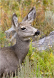  Mule Deer    (doe)