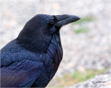 Common Raven