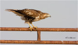 Red-tailed Hawk