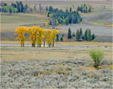 Yellowstone N.P.