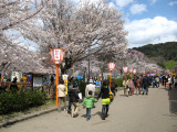 Sakura in Maruyama-kōen