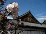 Cherry blossom, Nijō-jō
