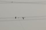 Sky Walker