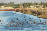 Bolsa Chica Wetlands,CA