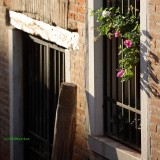 flowers in evening light