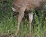 Fawn being comforted