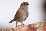 Dunnock