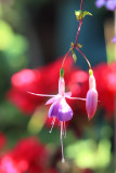 Fuchsias