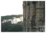 Colloseo - Colloseum