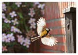 Great Tit I