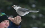 ...Gray Jay in the hand...