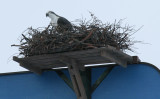 ...nest platform...