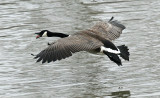 Goose 1