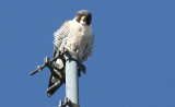 ...eye to eye with a Peregrine Falcon...