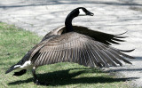 ...goose yoga in the park...