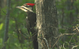 Pileated Woodpecker...female