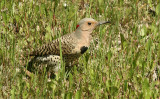 ...Northern Flicker...