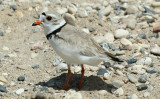 ...Piping Plover...
