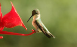 ...Ruby-throated ( female )