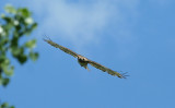 ...Redtailed Hawk...