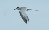 ...Common Tern...