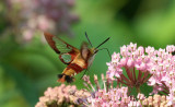 ...Hummingbird Clearwing Moth...