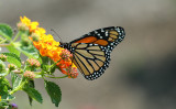 ...Monarch perched on Lantana Plant...