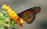 ...Monarch perched on Lantana Plant...