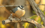 Red-Breasted Nuthatch