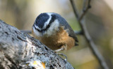 Red-Breasted Nuthatch