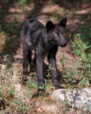 Wolf Pup Is Growing!