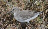 Dunlin 176