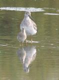 Stilt Sandpiper 178 and Greater Yellowlegs 147