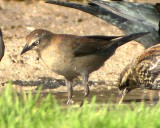 Rusty Blackbird female  442
