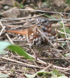 Red Fox Sparrow 418