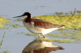 Wilsons Phalarope  184