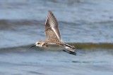 Semipalmated Sandpiper  167