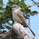 Ash-throated Flycatcher  295