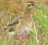 Sharp-tailed Sandpiper   174