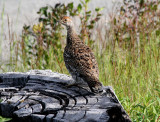 Sooty Grouse  