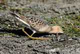 Buff-breasted Sandpiper  179