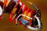 Centipede Eat Snake.jpg