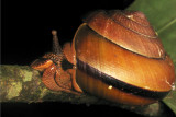 70622009 Snail.jpg