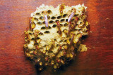 70618017 Wasp Nest.jpg