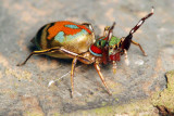 Flame Thrower Jumping Spider.jpg