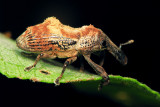 PRP70822001 Weevil.jpg