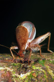 Cricket Sings To Me.jpg