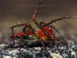 UP70824021 Red Lynx Spider.jpg